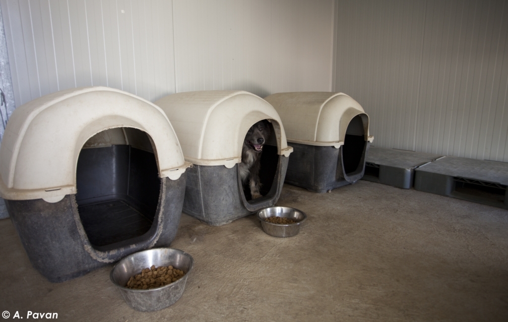 Romania, Cernavoda, doghouse "Footprints of joy"