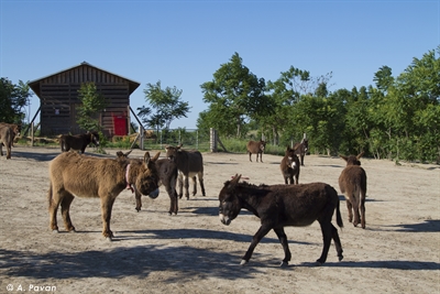 Romania, Cernavoda,  "Footprints of joy", refuge for donkeys